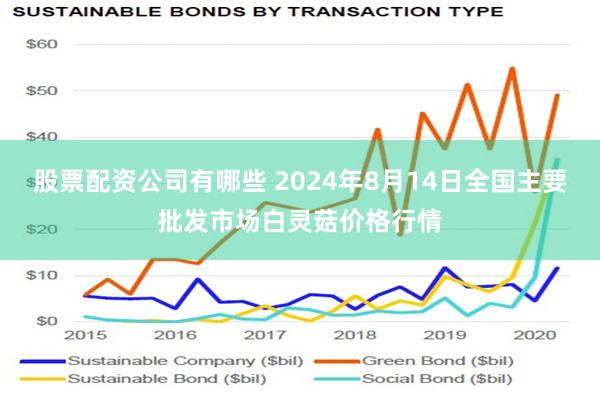 股票配资公司有哪些 2024年8月14日全国主要批发市场白灵菇价格行情